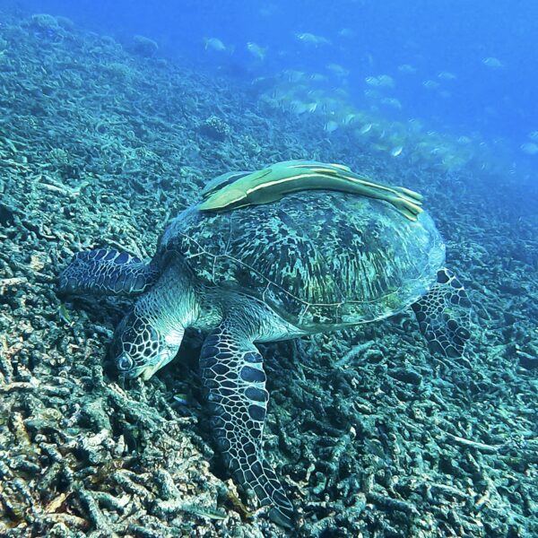 6 amazing spots to snorkel and freedive along Koh Tao‘s reefs