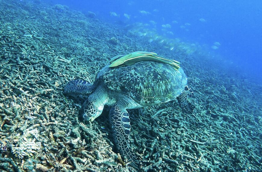 6 amazing spots to snorkel and freedive along Koh Tao‘s reefs