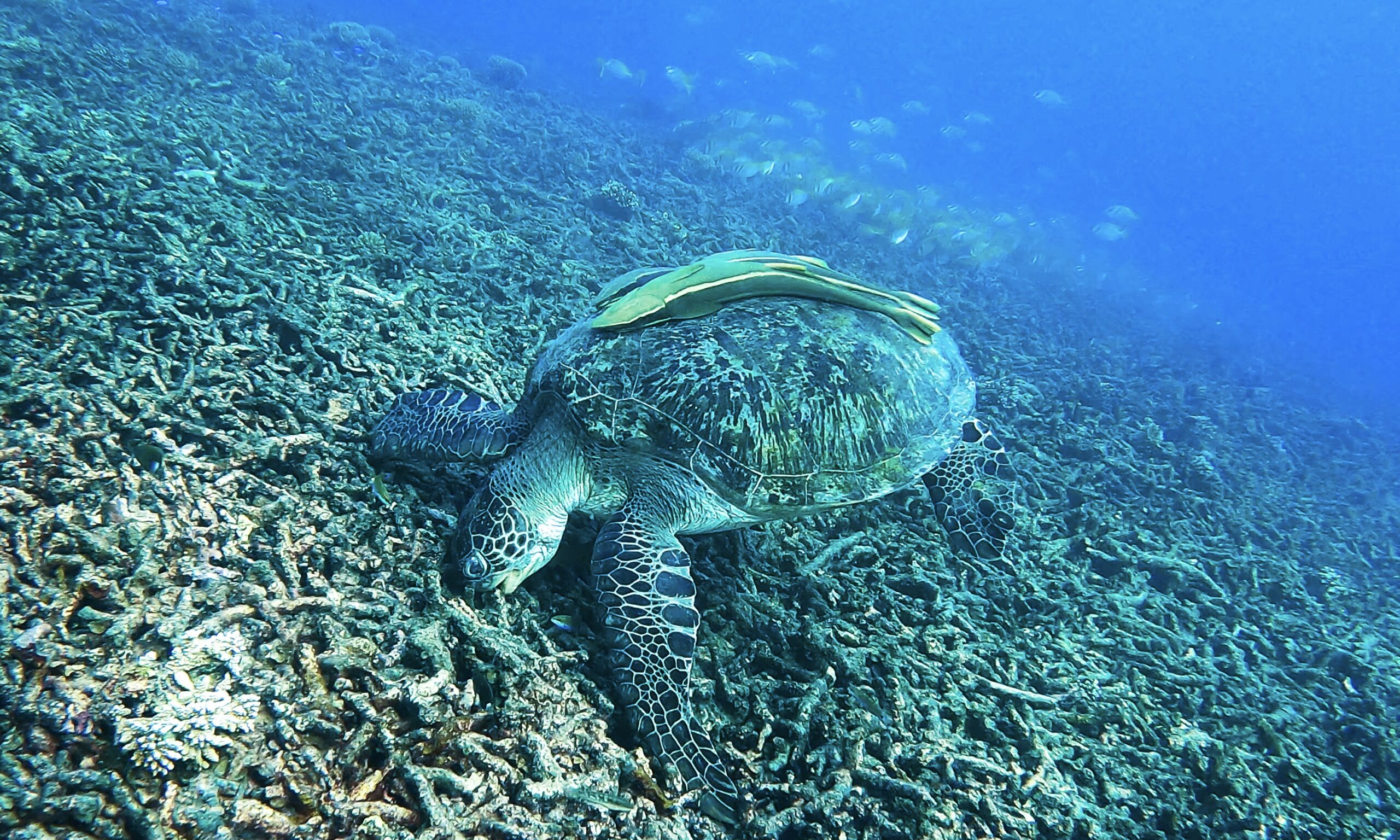 6 amazing spots to snorkel and freedive along Koh Tao‘s reefs