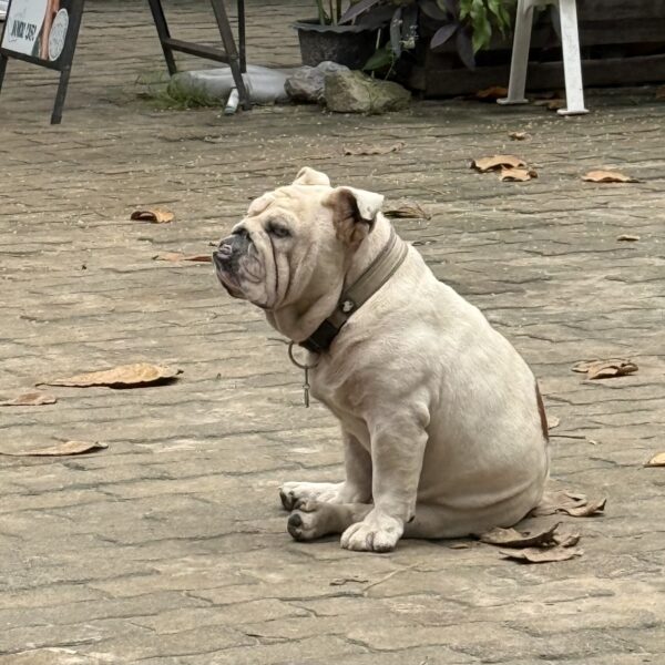 Meeting (furry) animal friends during a morning walk on Koh Tao