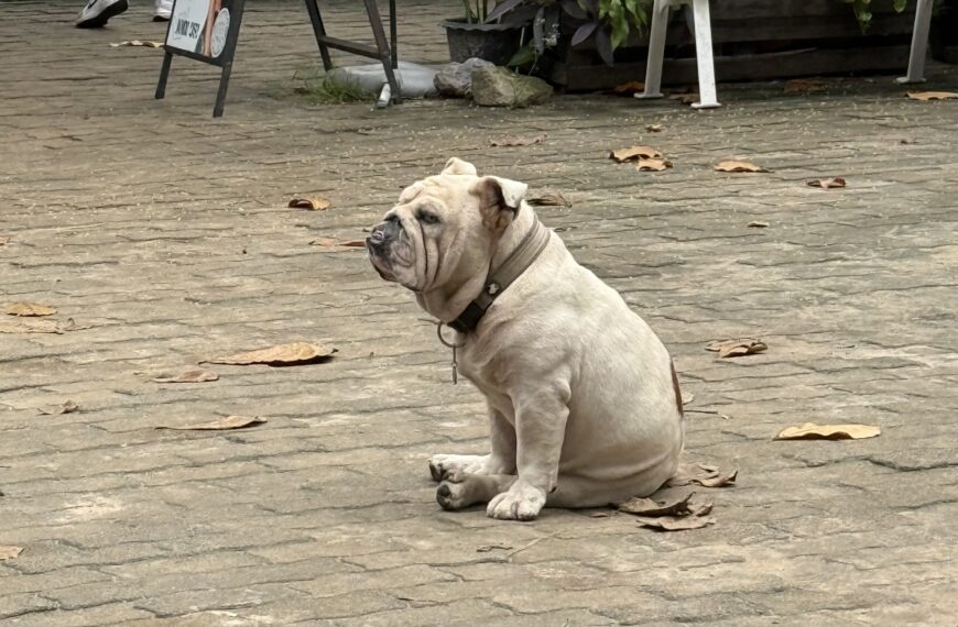 Meeting (furry) animal friends during a morning walk on Koh Tao