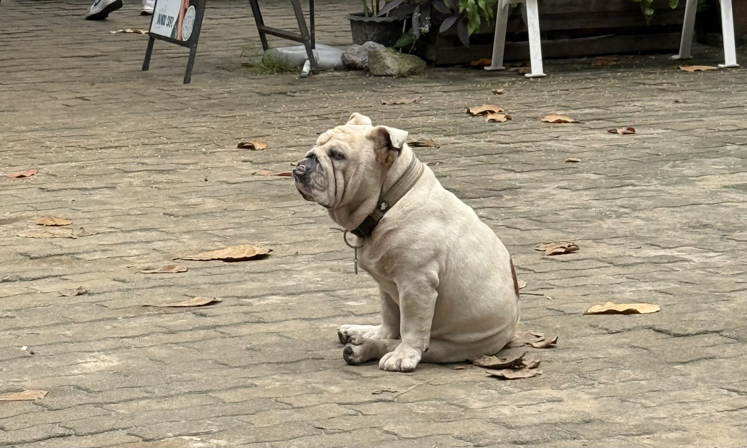 Meeting (furry) animal friends during a morning walk on Koh Tao